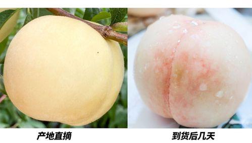 沈阳蜜桃事件吃瓜,揭秘背后真相与网络舆论风暴 第2张 沈阳蜜桃事件吃瓜,揭秘背后真相与网络舆论风暴 第2张